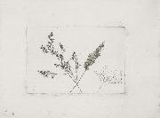 Willim Henry Fox Talbot Three Grasses oil painting artist